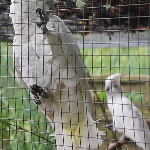 Ducorps' Cockatoo at Spaycific'Zoo, 13/06/18