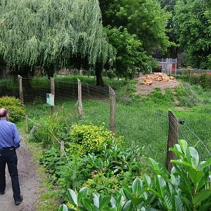 Dingo Enclosure at Spaycific'Zoo, 13/06/18