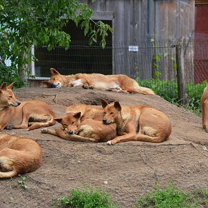 Dingos at Spaycific'Zoo, 13/06/18