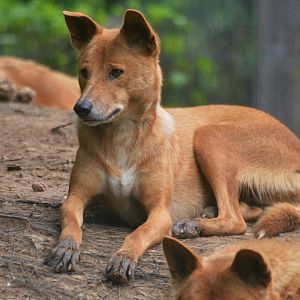 Dingo at Spaycific'Zoo, 13/06/18