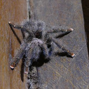 Tarantula in the bathroom