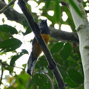 Violaceous Trogon