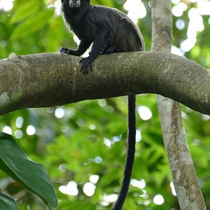 Brown-mantled tamarin