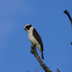 Laughing falcon