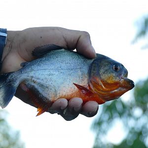 Red-bellied piranha