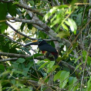 Many-banded Araçari