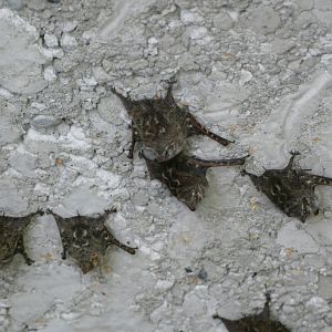 Long-nosed Bats under Cuyabeno bridge