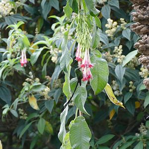 Black-tailed Trainbearer