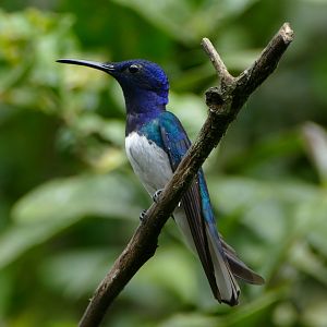 White-Necked Jacobin