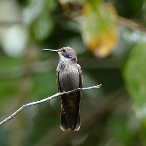 Brown violetear