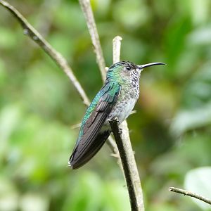 Andean emerald female