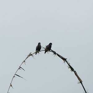 Bronze-Winged Parrot