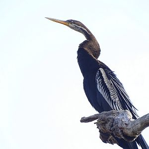 Oriental darter
