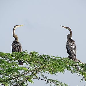Oriental darter