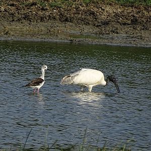 Black-headed ibis and black-winged stilt