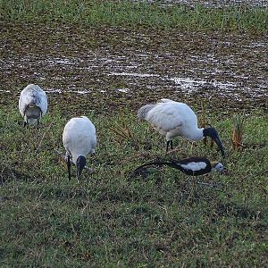 Black-headed ibis and pheasant-tailed Jacana