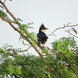 Jacobin cuckoo