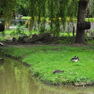 Canadian Enclosure at Spaycific'Zoo, 13/06/18