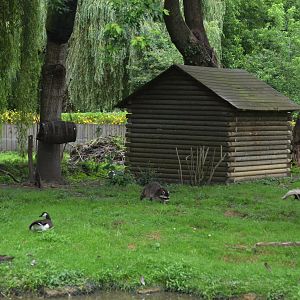 Canadian Enclosure at Spaycific'Zoo, 13/06/18