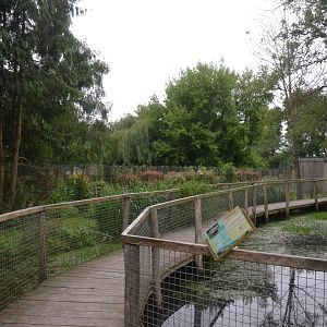 Lemur Walkthrough at Spaycific'Zoo, 13/06/18