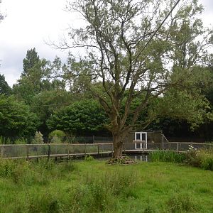 Lemur Walkthrough at Spaycific'Zoo, 13/06/18