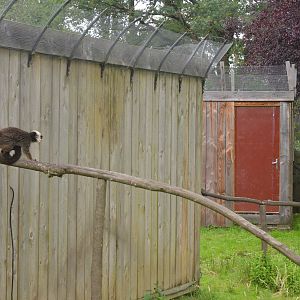 Lemur Walkthrough at Spaycific'Zoo, 13/06/18
