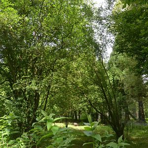 Collared Peccary and Ring-tailed Coati Enclosure at Spaycific'Zoo, 13/06/18