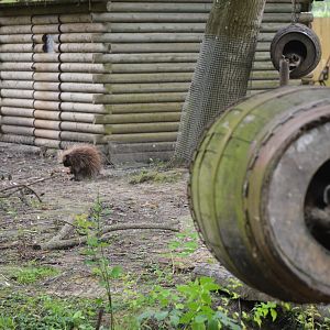Canadian Enclosure at Spaycific'Zoo, 13/06/18