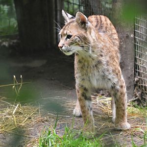 Bobcat at Spaycific'Zoo, 13/06/18