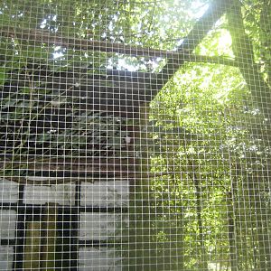 Frydenlund Fuglepark - Brown wood owl aviary