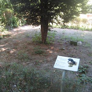 Frydenlund Fuglepark - Cackling goose exhibit