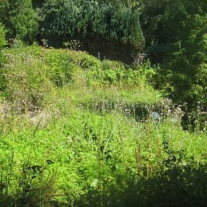 Frydenlund Fuglepark - Coscoroba swan exhibit