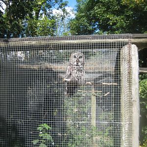 Frydenlund Fuglepark - Great grey owl aviary