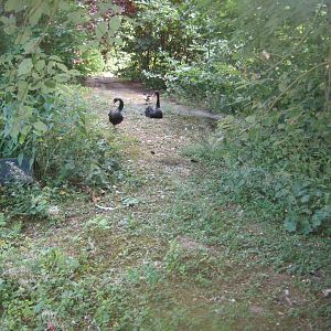 Frydenlund Fuglepark - Australian waterfowl exhibit