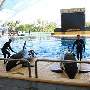Loro Parque 2018 - Orcas Skyla & Kohana