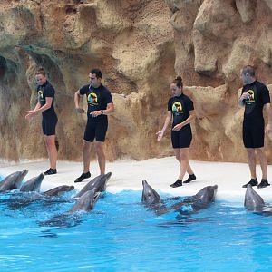 Loro Parque 2018 - Dolphins