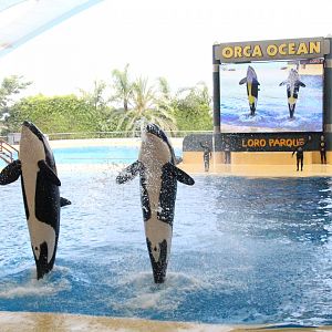 Loro Parque 2018 - Orcas Skyla & Kohana