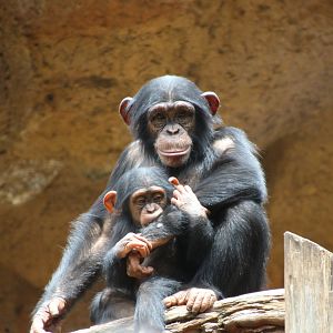 Loro Parque 2018 - Chimps