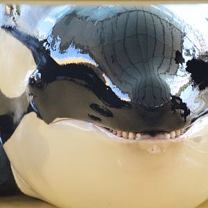 Loro Parque 2018 - Kohana