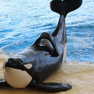 Loro Parque 2018 - Keto