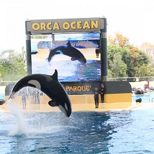 Loro Parque 2018 - Skyla