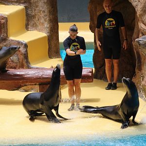 Loro Parque 2018 - Sea Lions