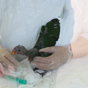 Loro Parque 2018 - Parrot Nursery