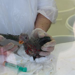 Loro Parque 2018 - Parrot Nursery