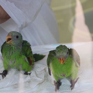 Loro Parque 2018 - Parrot Nursery