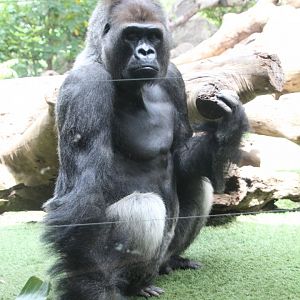 Loro Parque 2018 - Gorilla