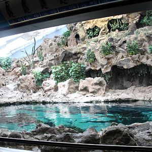 Loro Parque 2018 - Humboldt Penguin Enclosure