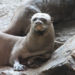 Giant River Otter