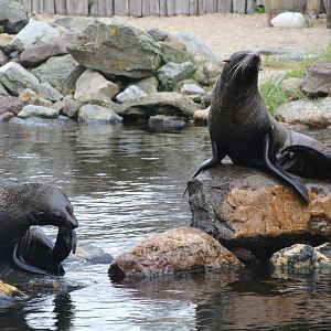South American Fur Seals