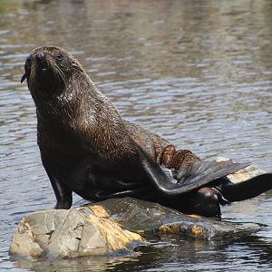 South American Fur Seal